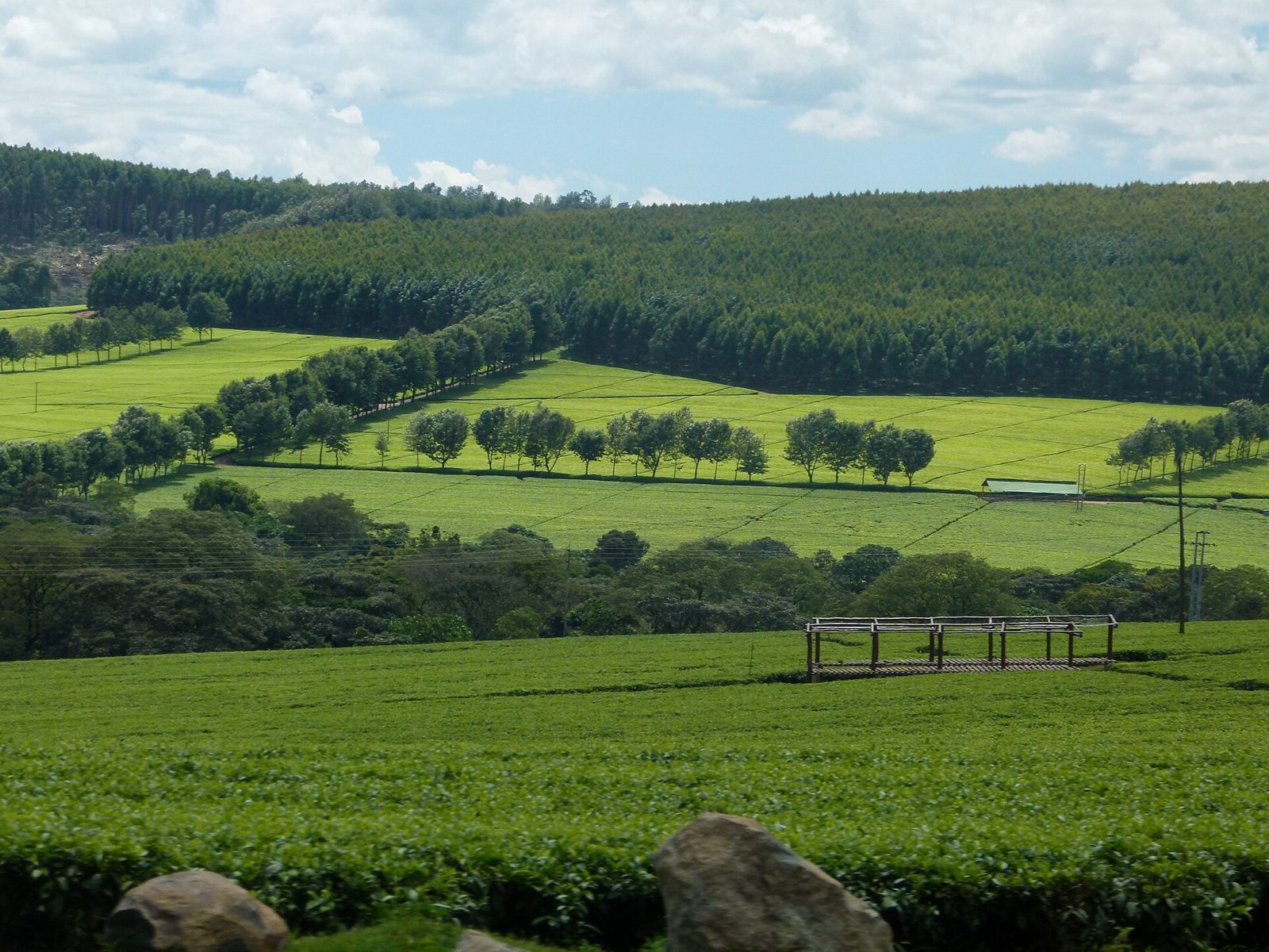 A trimmed tea plantation with windbreak trees (Kericho County)