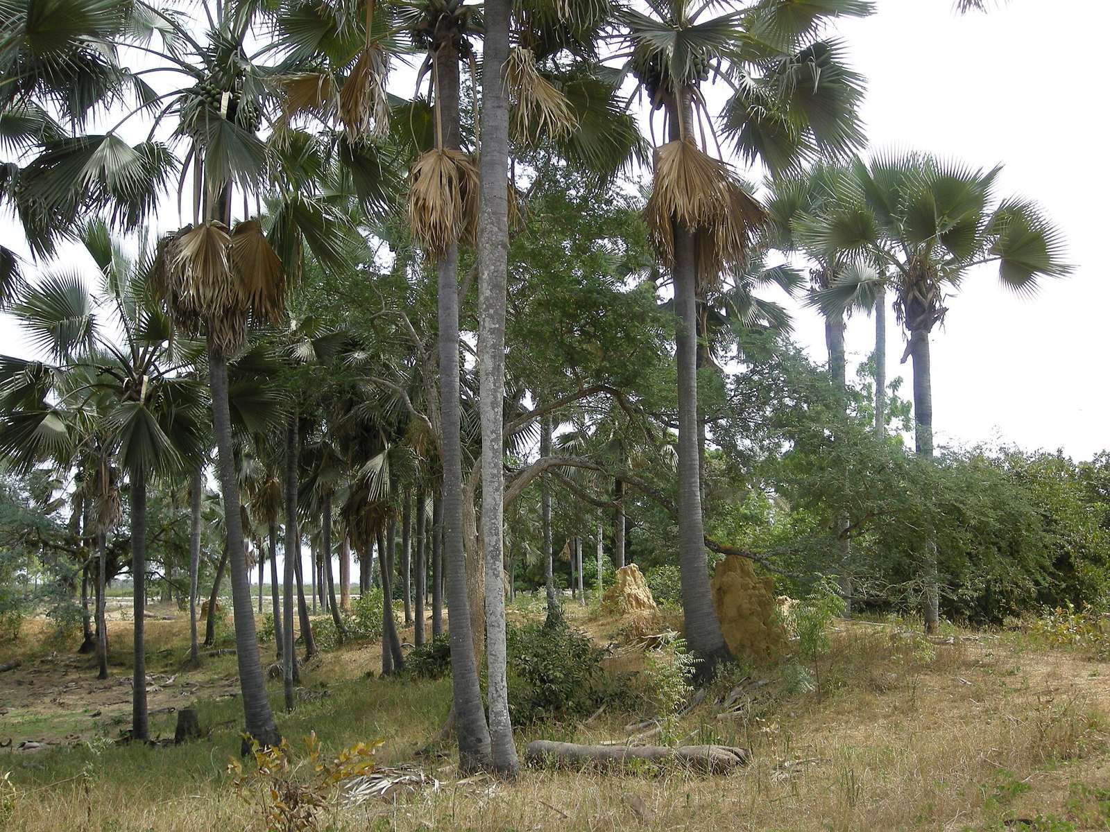 ロニエヤシとシロアリ塚が立つ緑の景色（Casamance）