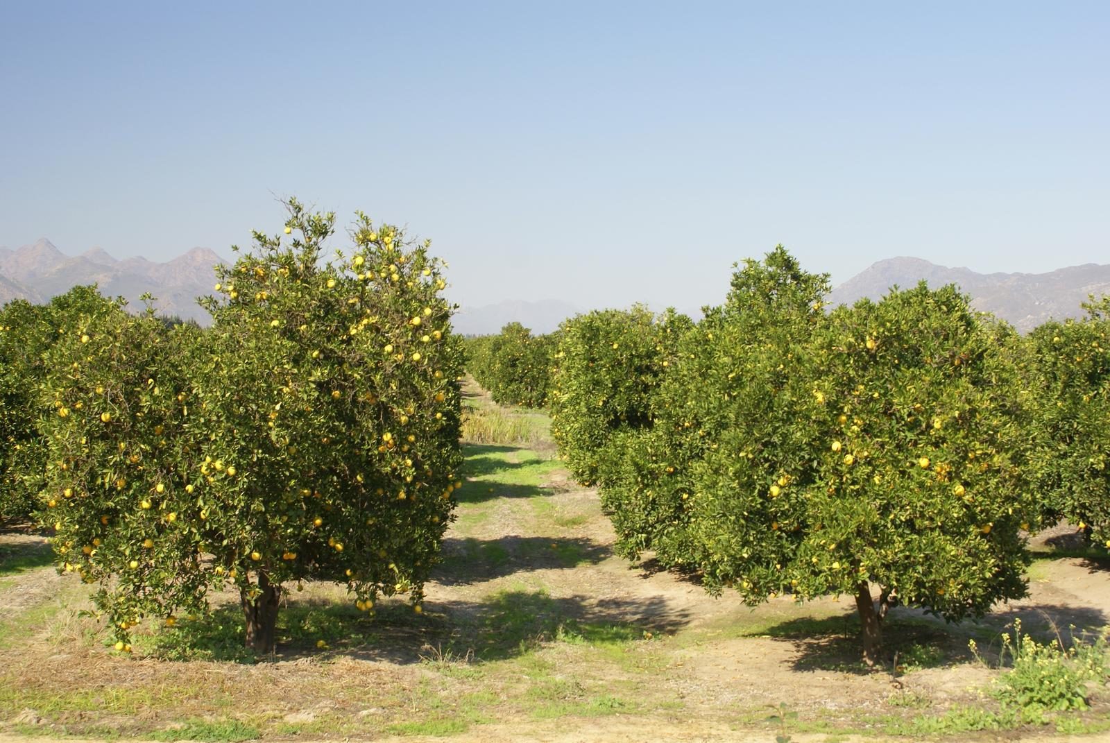 乾いた山を背にした柑橘の果樹園(西ケープ州Citrusdal)