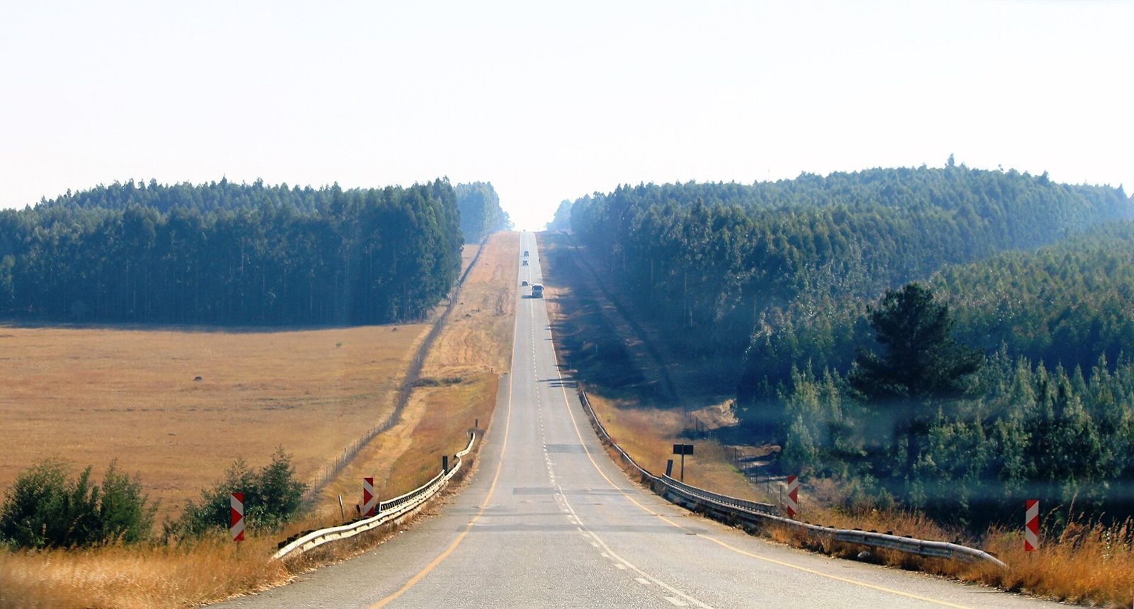 A plantation lining the roadside (photo from Mpumalanga, South Africa)