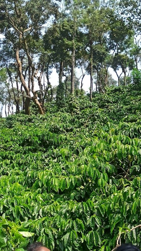 日陰樹の下に並ぶコーヒーの木（Karnataka州Kodagu）
