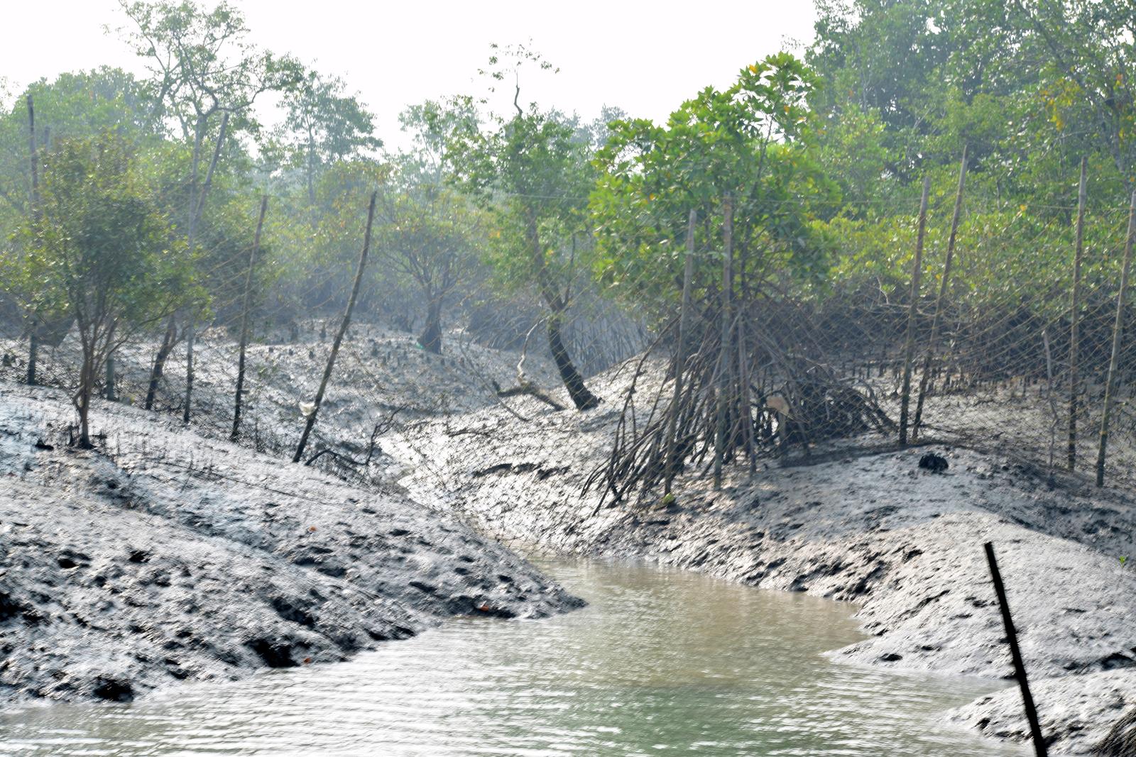Sundarbans