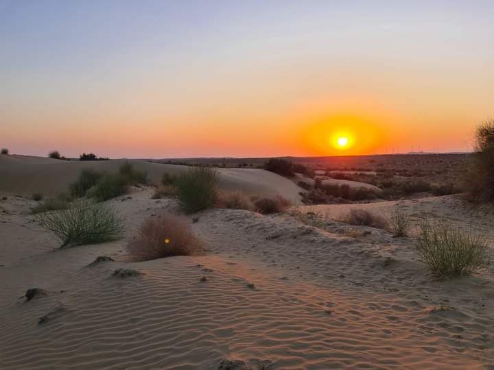 低木がまばらに生えるThar砂漠の砂丘（Rajasthan州）