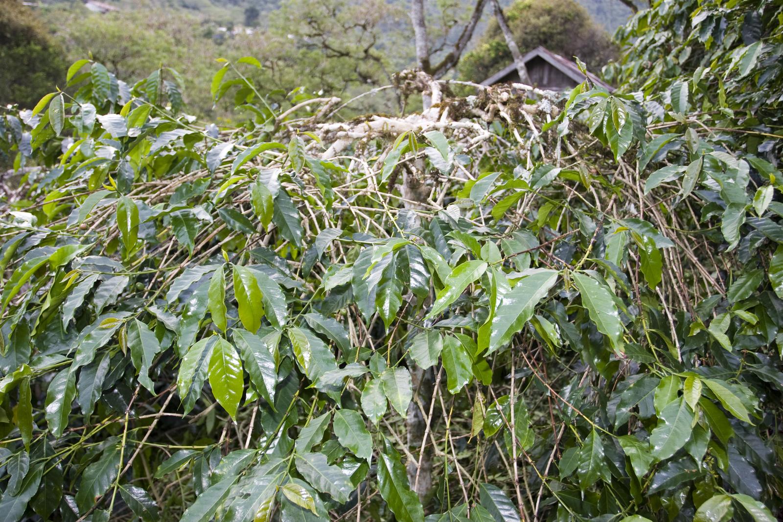 低く刈り込まれたコーヒーの木（Aceh州Takengon）
