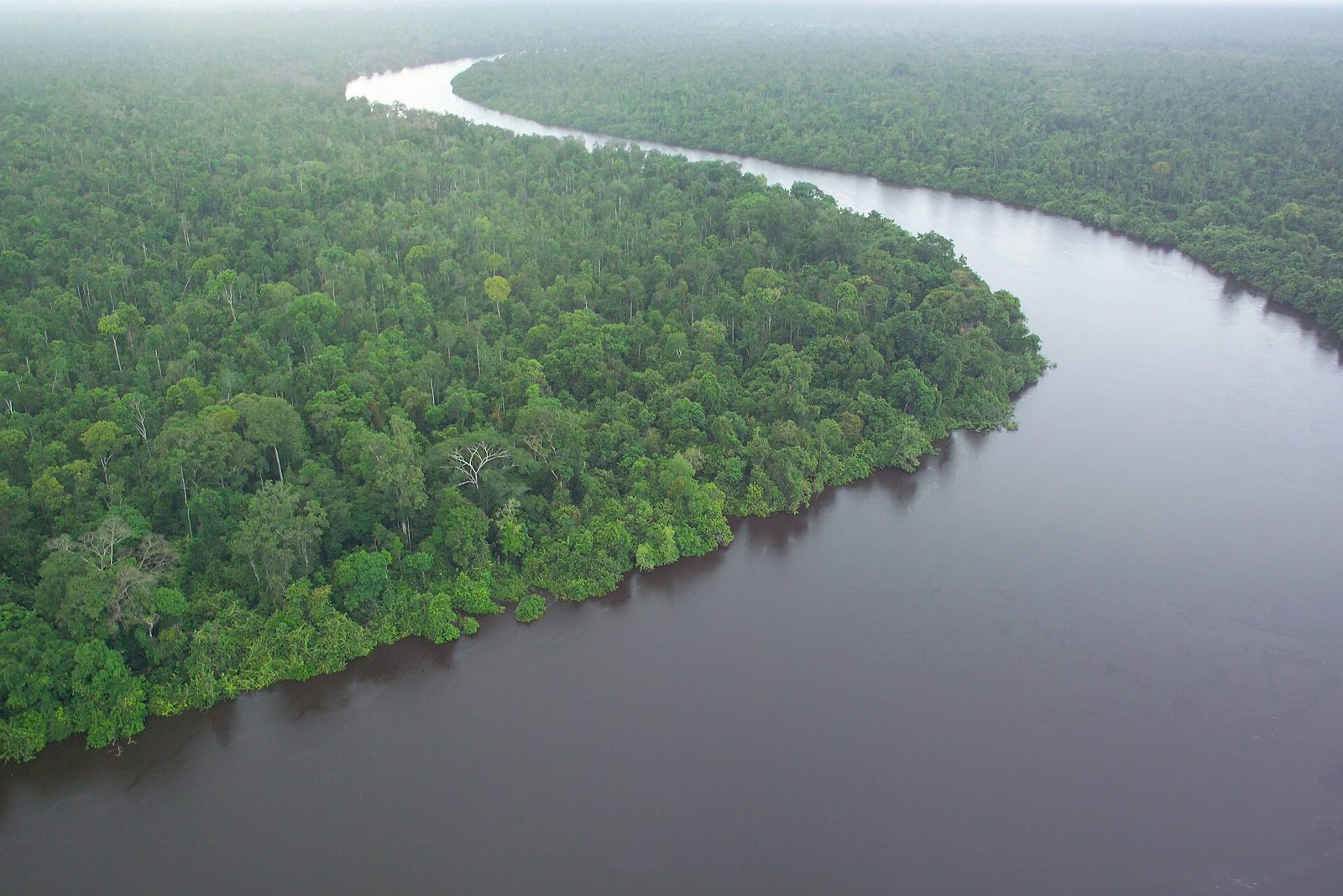 茶色い水の川と低い森が続く泥炭湿地林（Kalimantan）