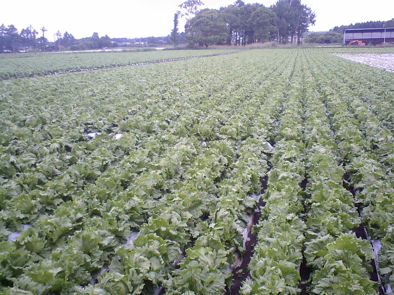 野辺山のレタス畑（長野県南牧村）