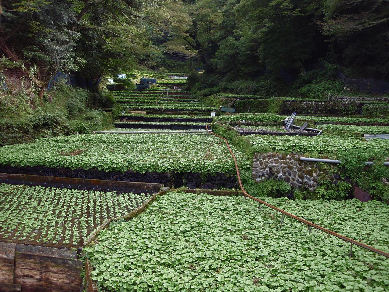 沢筋に段々に続く筏場のわさび田（静岡県伊豆市）