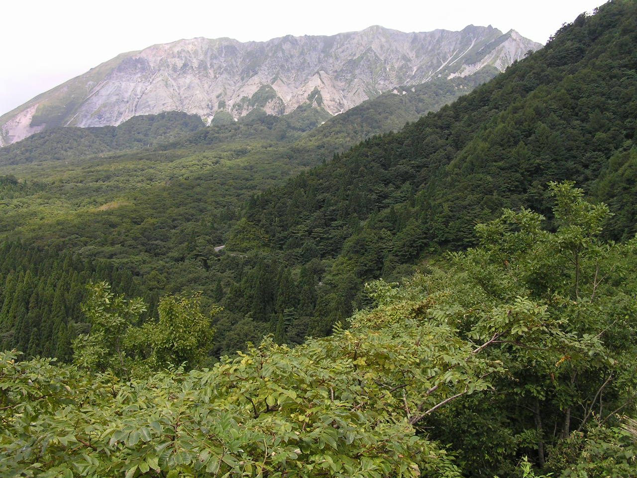 大山の麓に広がる広葉樹の森（鳥取県、鍵掛峠）