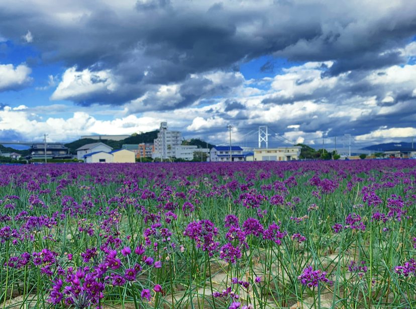 花の咲いたらっきょう畑（写真は徳島県鳴門市の大毛島）