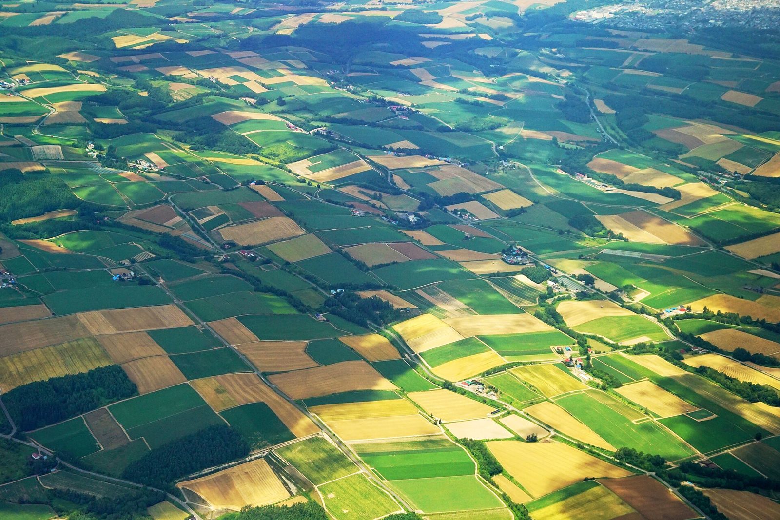色の違う大きな区画が並ぶ畑作地帯(北海道美瑛)