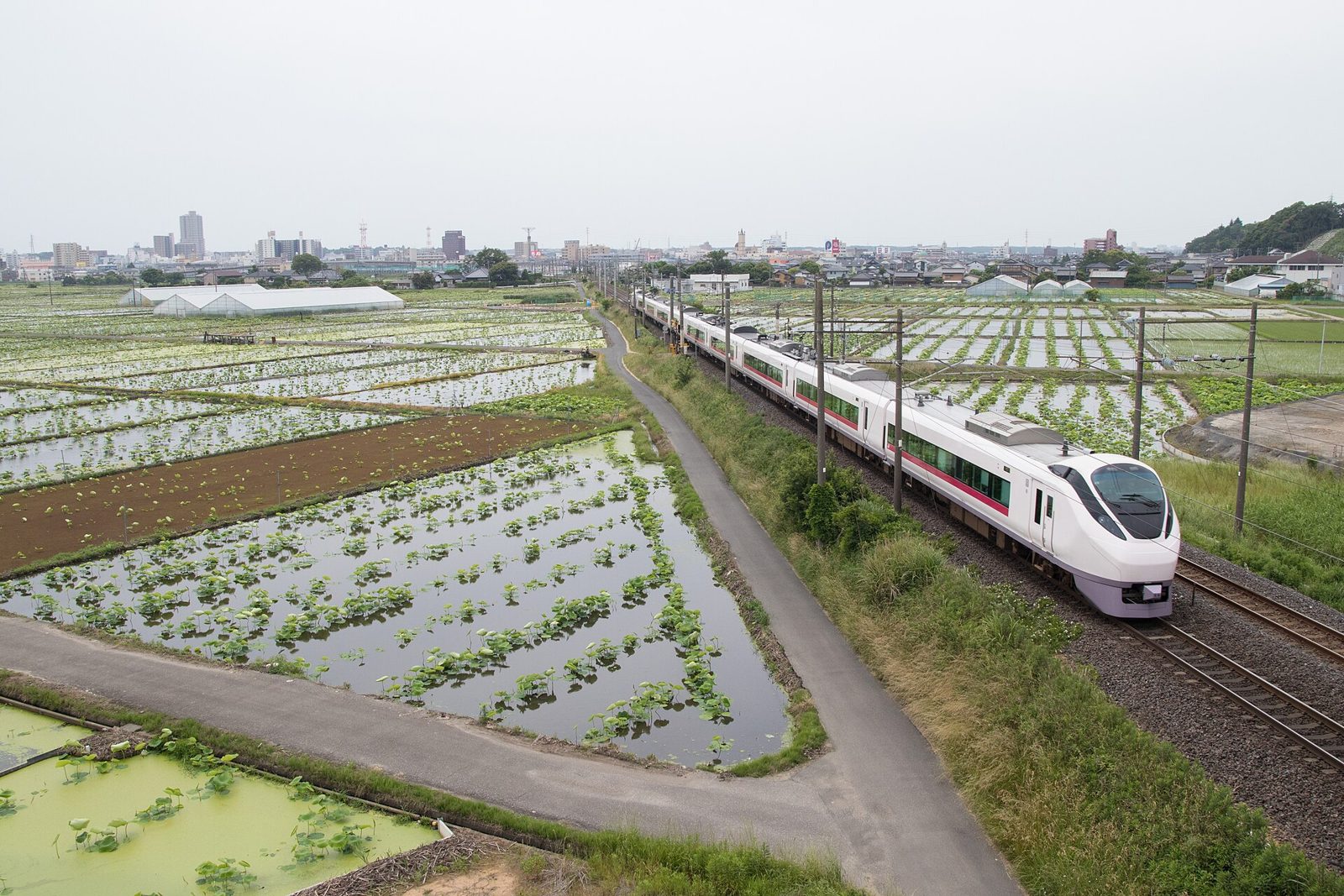 水を張ったれんこん田が広がる（土浦市。常磐線の車窓）