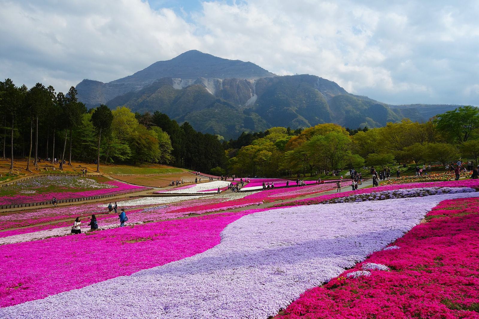 羊山公園から見た武甲山（埼玉県秩父市）