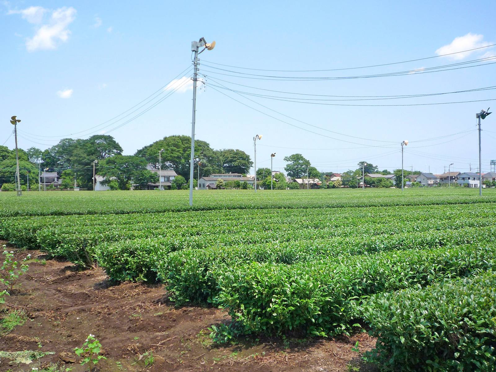 住宅地のそばに広がる茶畑（埼玉県所沢市、狭山茶）