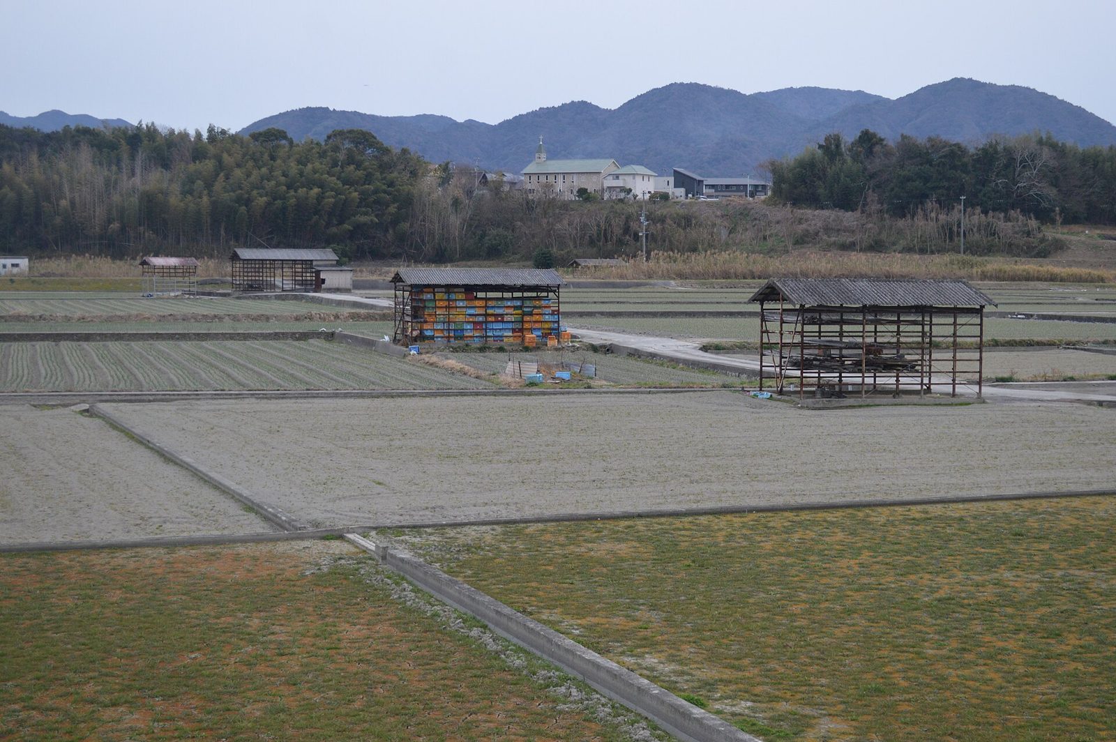 田んぼの中に建つたまねぎ小屋（兵庫県南あわじ市）