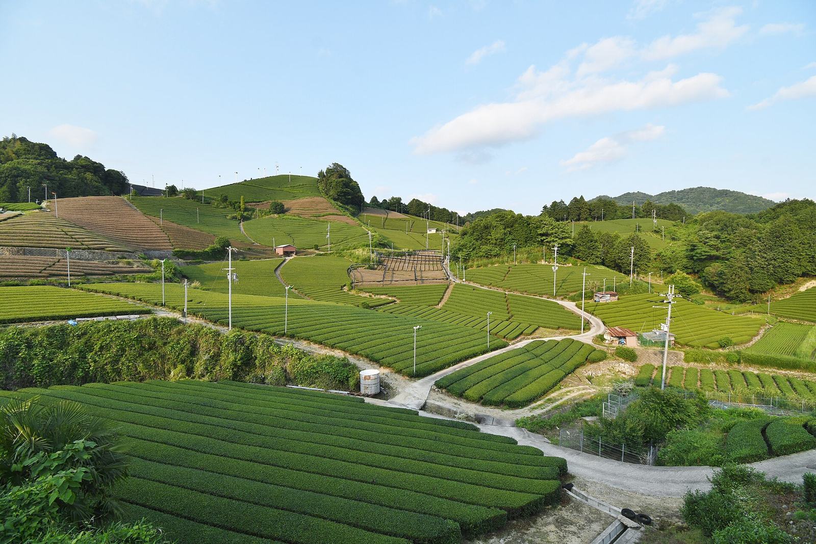 石寺の茶畑（京都府和束町）