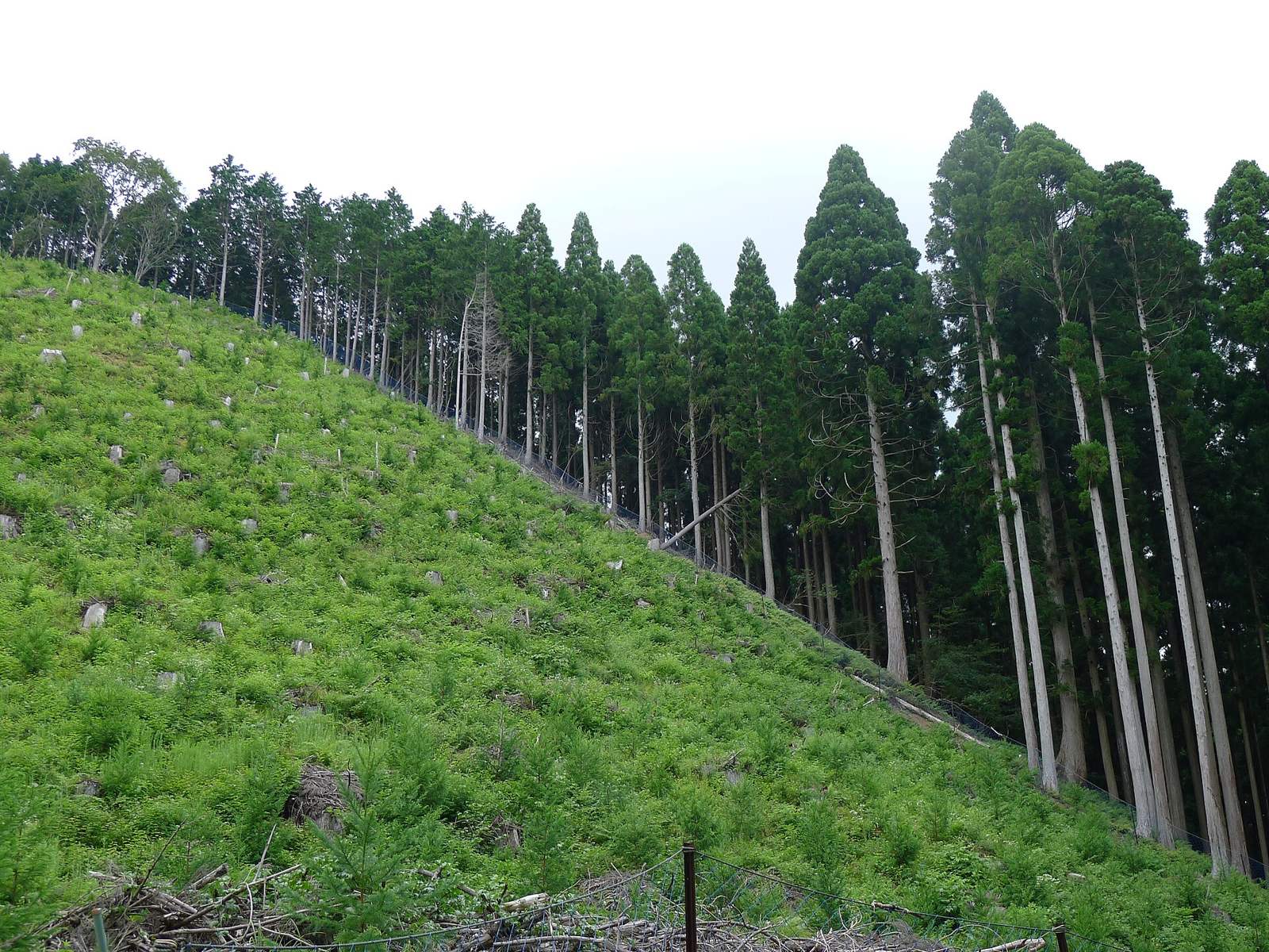 細くまっすぐな北山杉の林（京都市右京区）