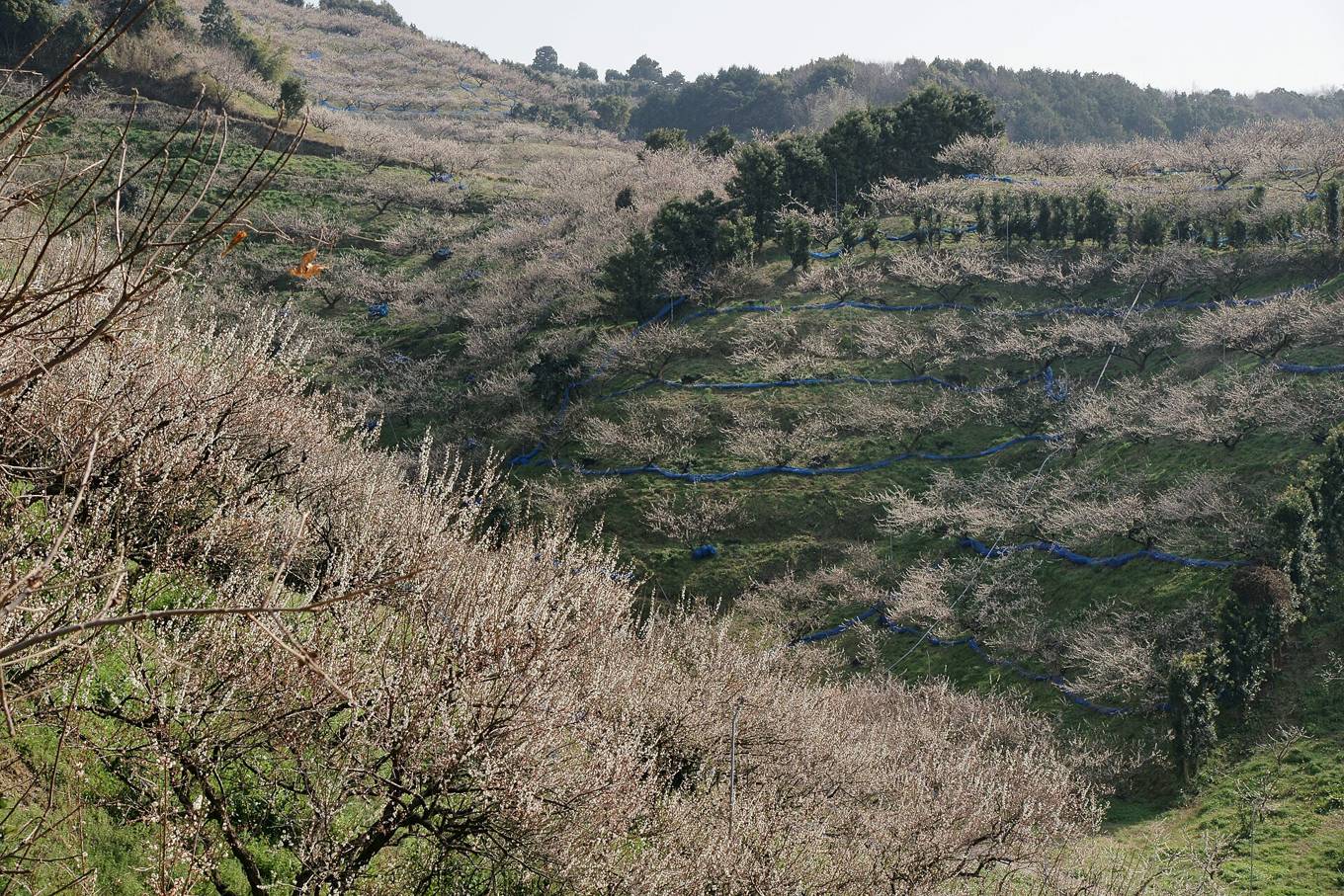 斜面を埋める梅林（和歌山県みなべ町）