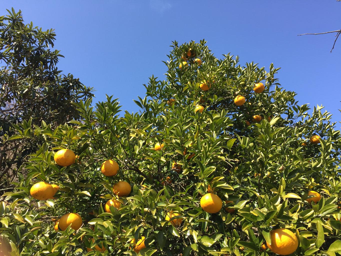 Wakayama GeoGuessr guide image showing mandarin orange groves in Arida