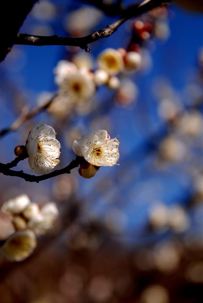 Wakayama GeoGuessr guide image showing plum groves in Minabe