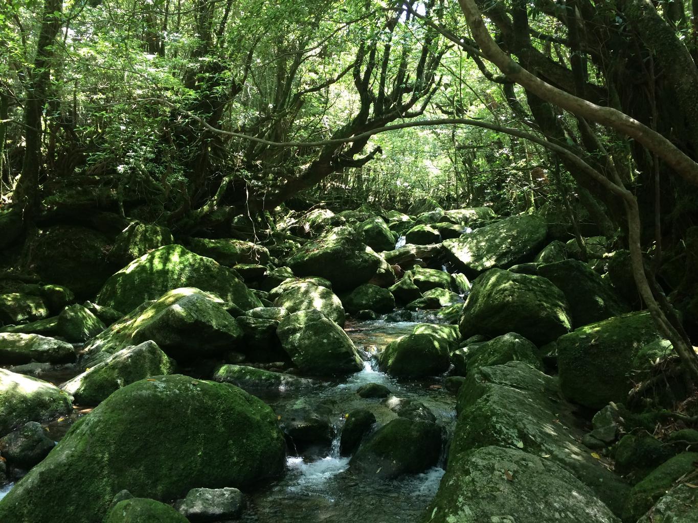 Kagoshima GeoGuessr guide image showing Yakushima