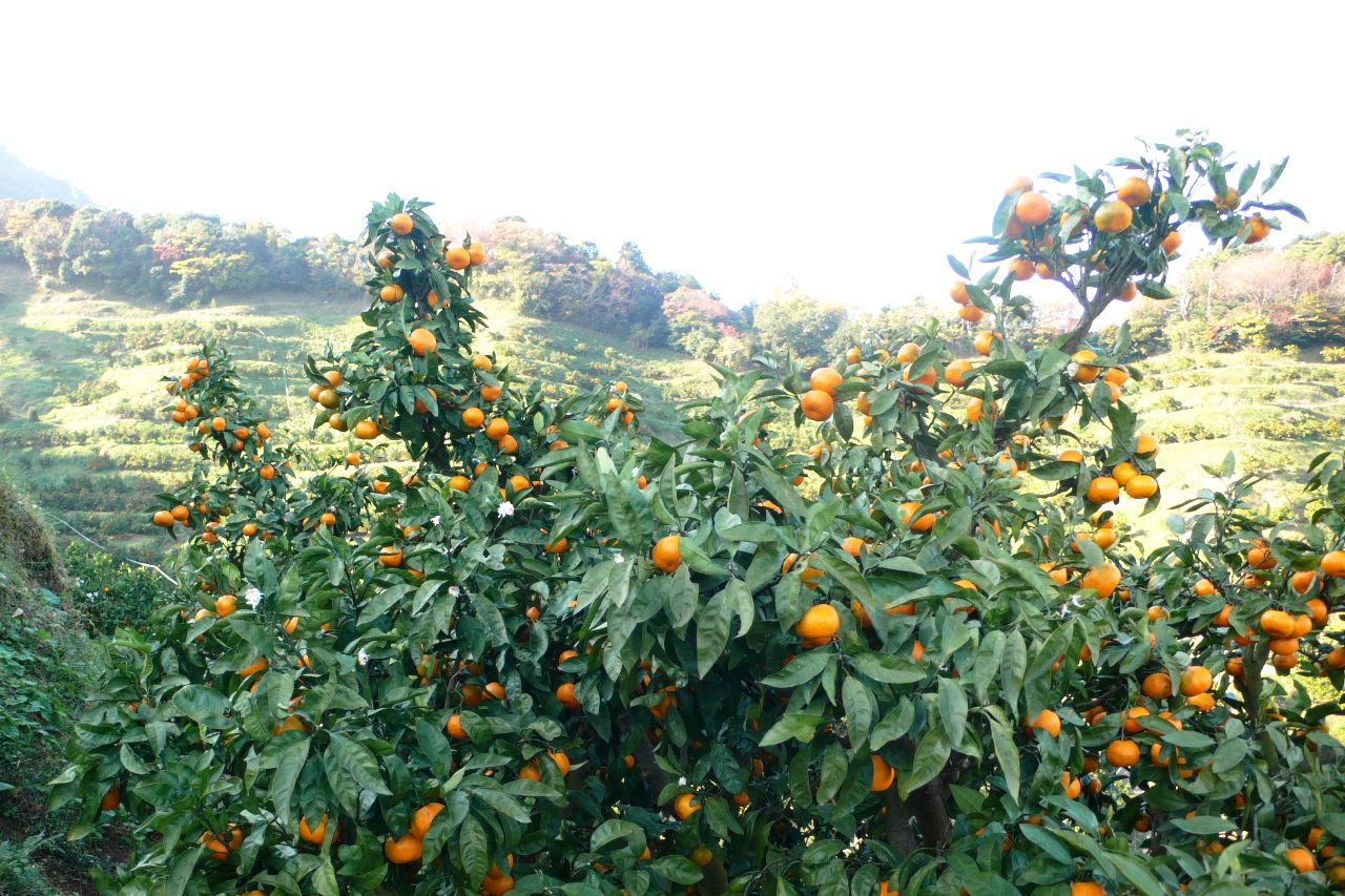 斜面に植えられたミカンの木(静岡県伊豆の国)