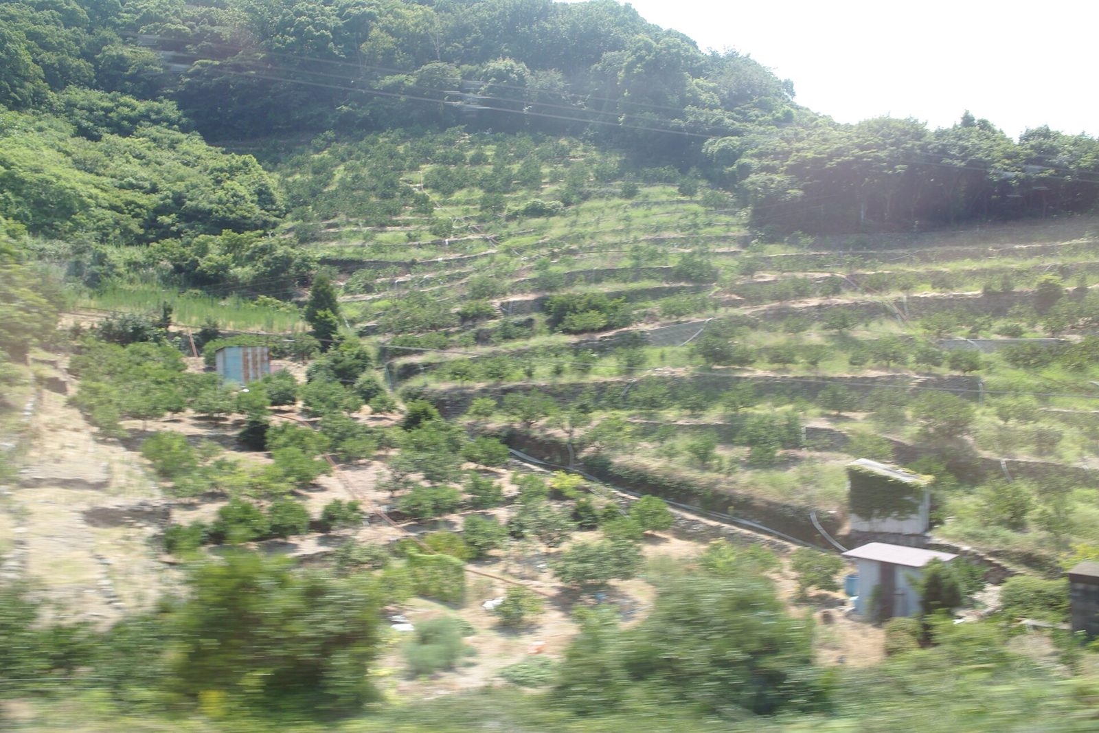 傾斜地のみかん畑(写真は和歌山県の有田川流域)