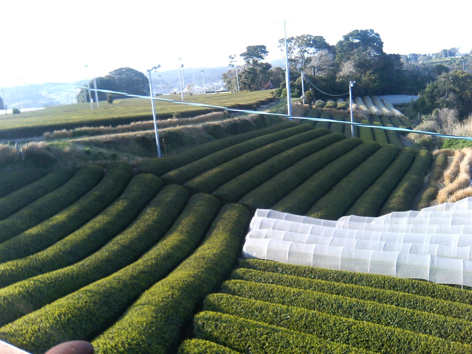 うねが等高線状に並ぶ茶畑と防霜ファン(静岡県御前崎)