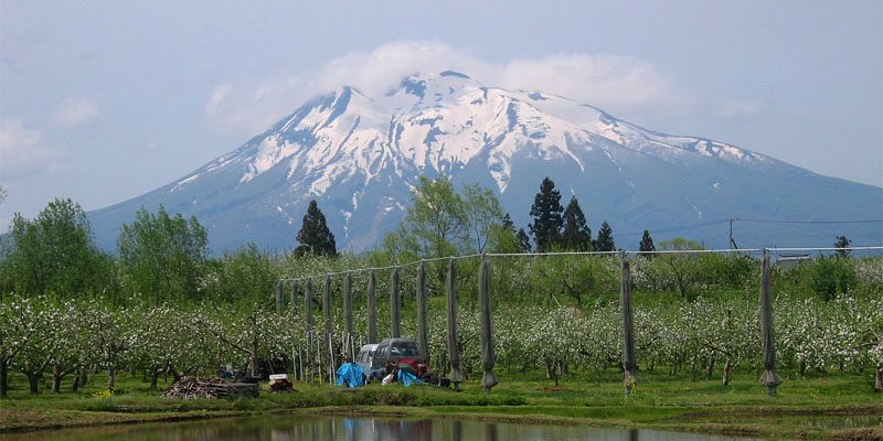 岩木山のふもとに広がるりんご園(青森県弘前市)