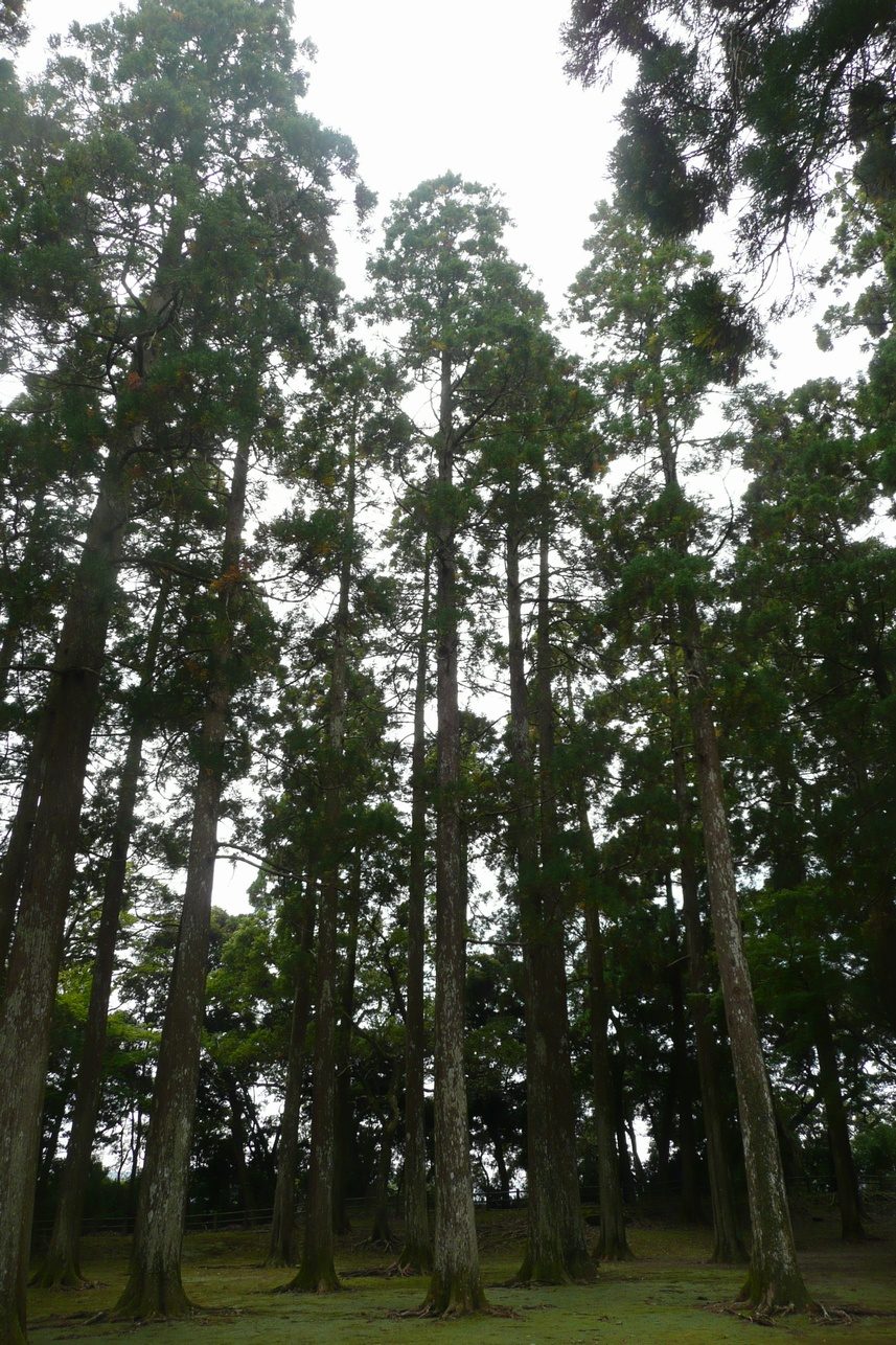 スギの林（写真は宮崎県日南市の飫肥城跡）