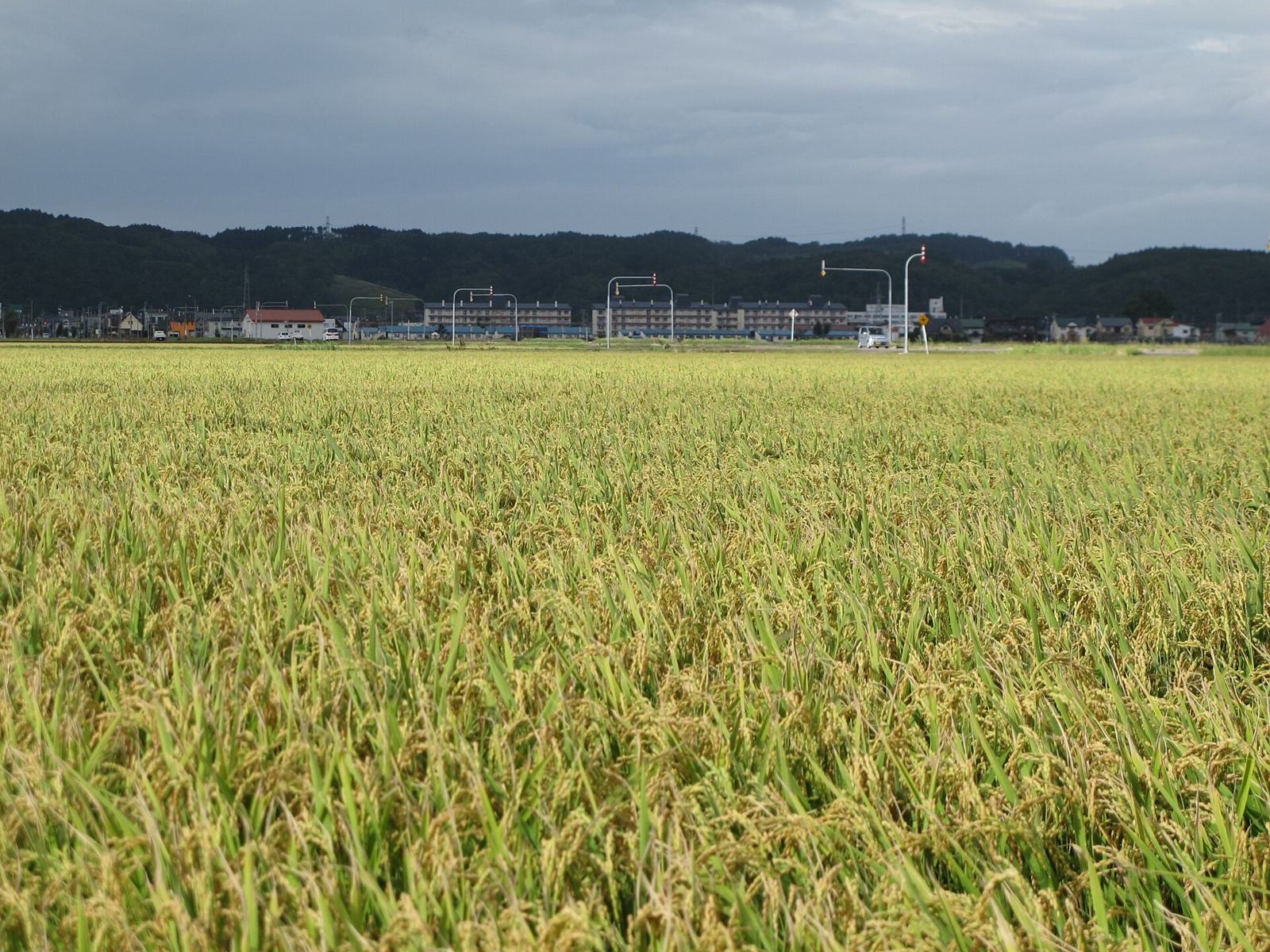 刈り入れ前の稲が広がる北海道の水田