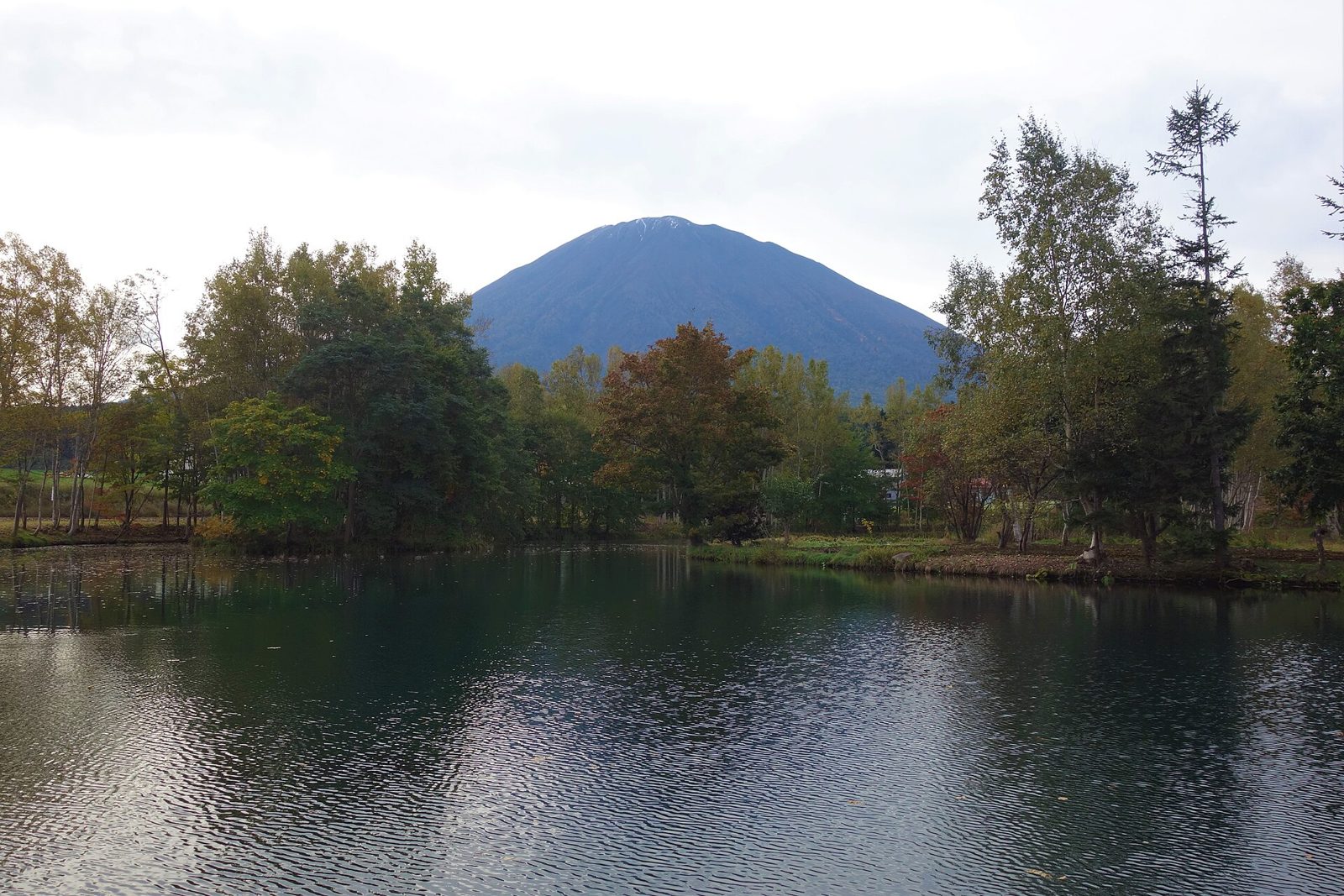 林の向こうに左右対称の円錐形がそびえる羊蹄山（後志）