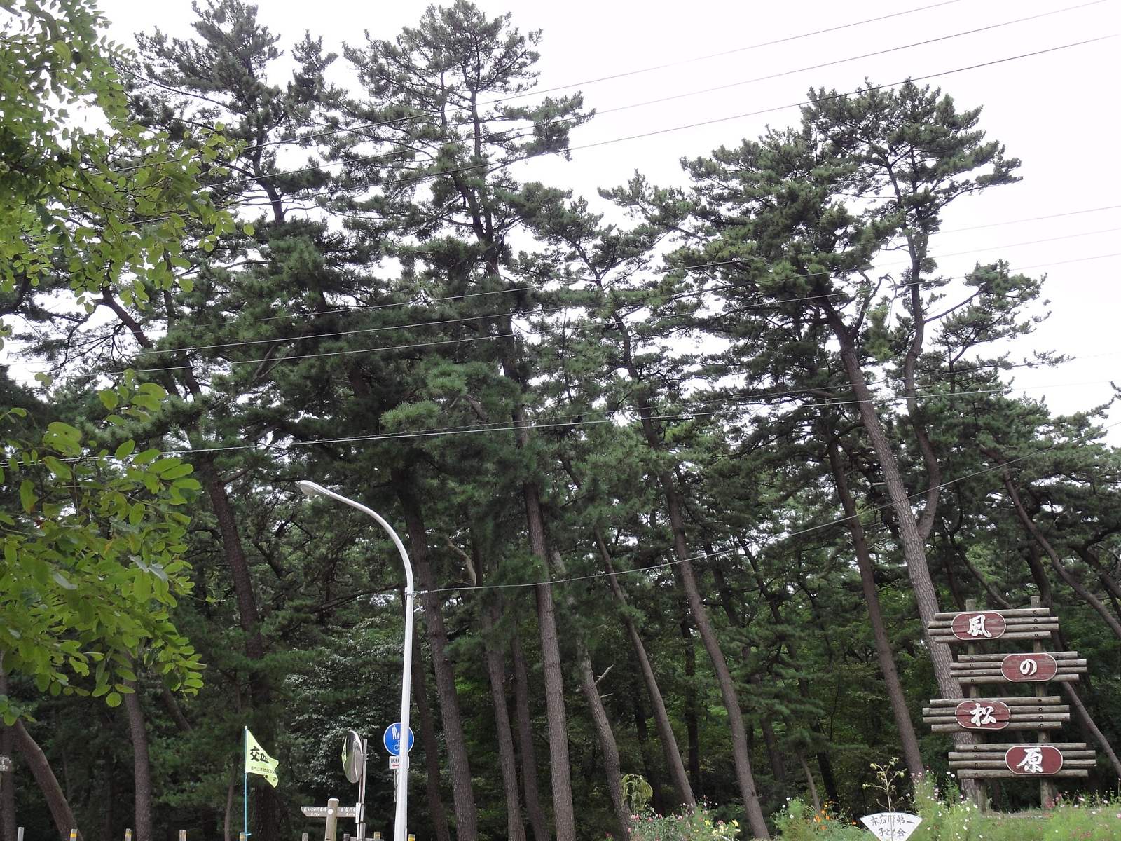 海沿いに続くクロマツ林（秋田県能代市・風の松原）