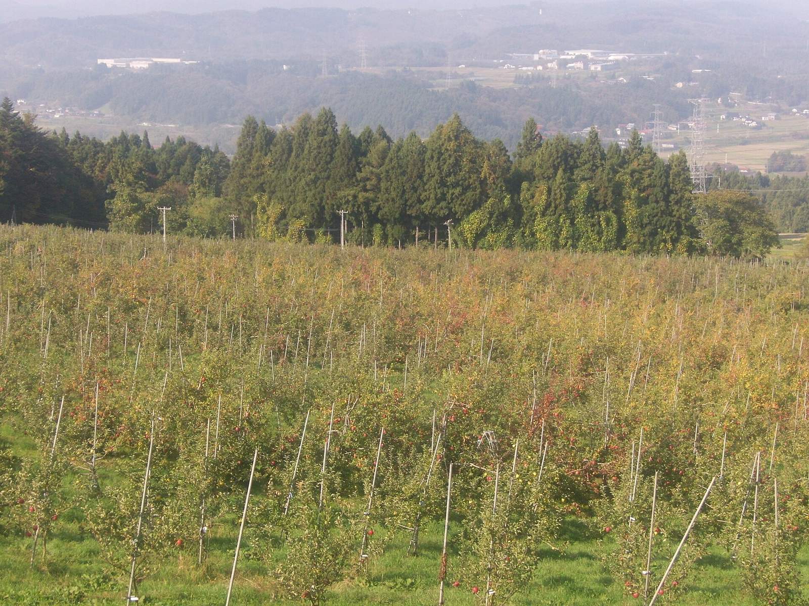 りんご園（写真は岩手県の束稲山麓）