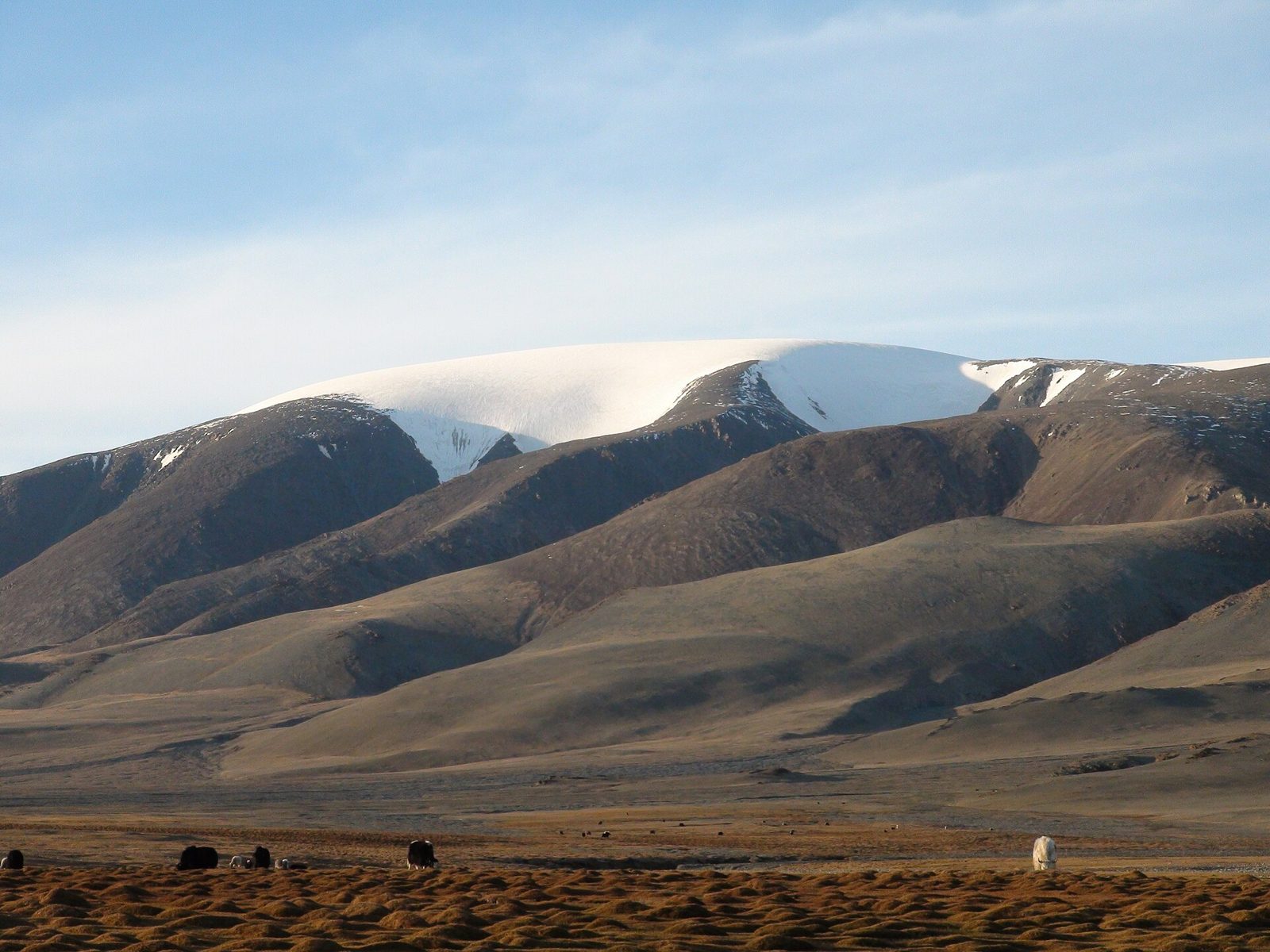 Picos nevados que se elevan detrás de la pradera seca (monte Sutai, montes Altái)