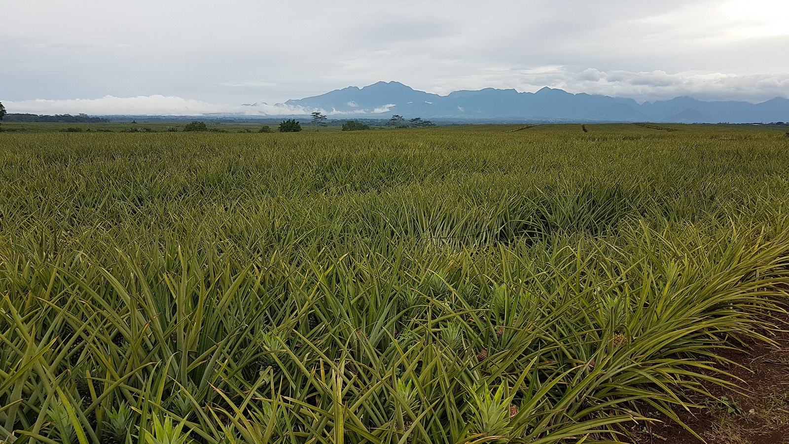 A pineapple field stretching to the horizon (photo from Bukidnon, Philippines)