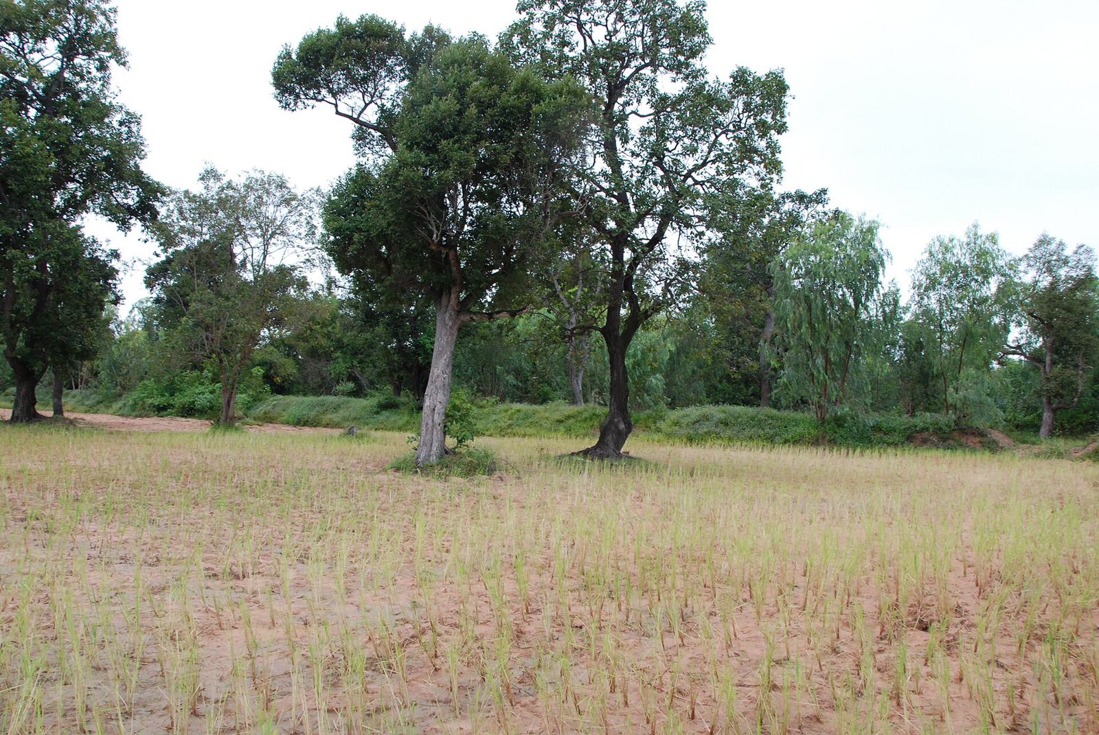 A dry-season rice paddy with scattered trees (Kaset Wisai, Isan)