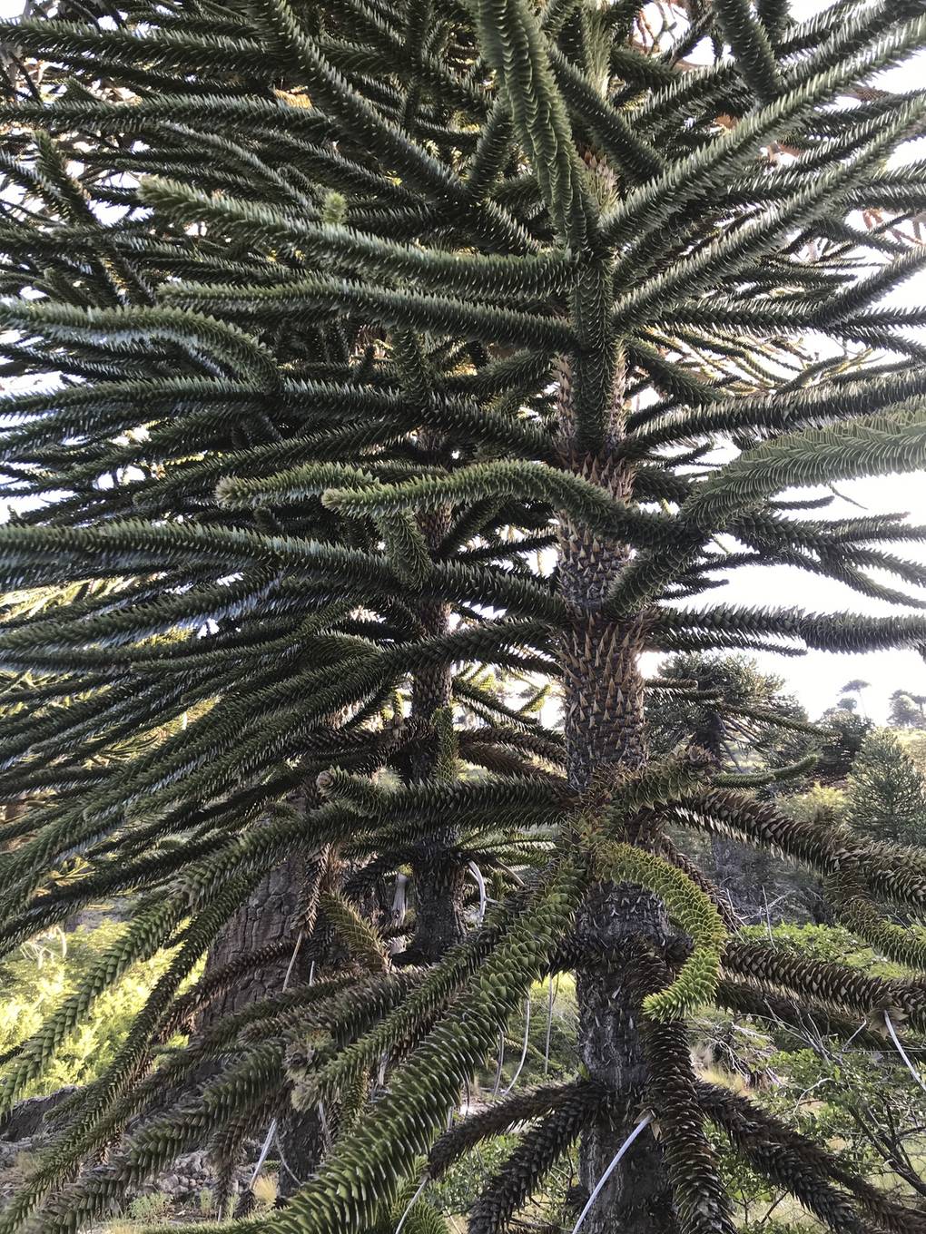 硬い三角形の葉にびっしり覆われた枝（Neuquén州Copahue）
