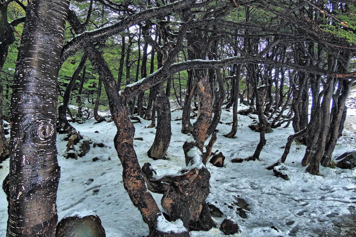 雪の残るレンガの森（Tierra del Fuego州Ushuaia）