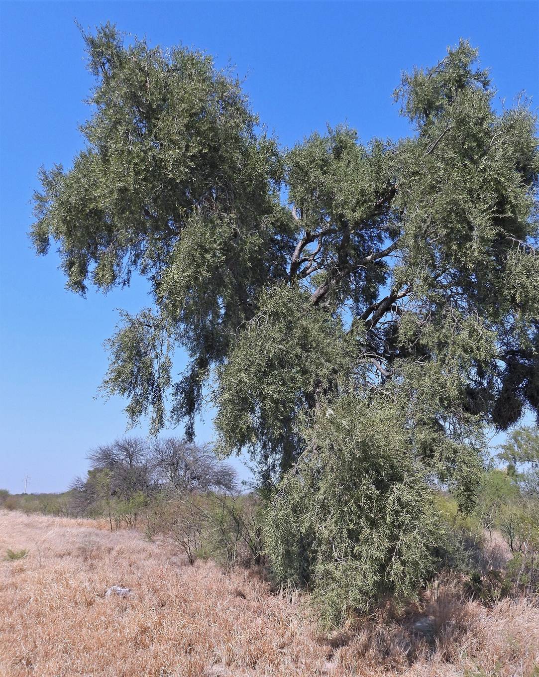 Chacoの乾燥林に生えるケブラチョ・ブランコ（Santiago del Estero州）