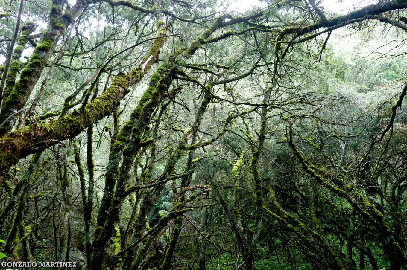 苔や着生植物に覆われた山地林（Catamarca州のユンガス）