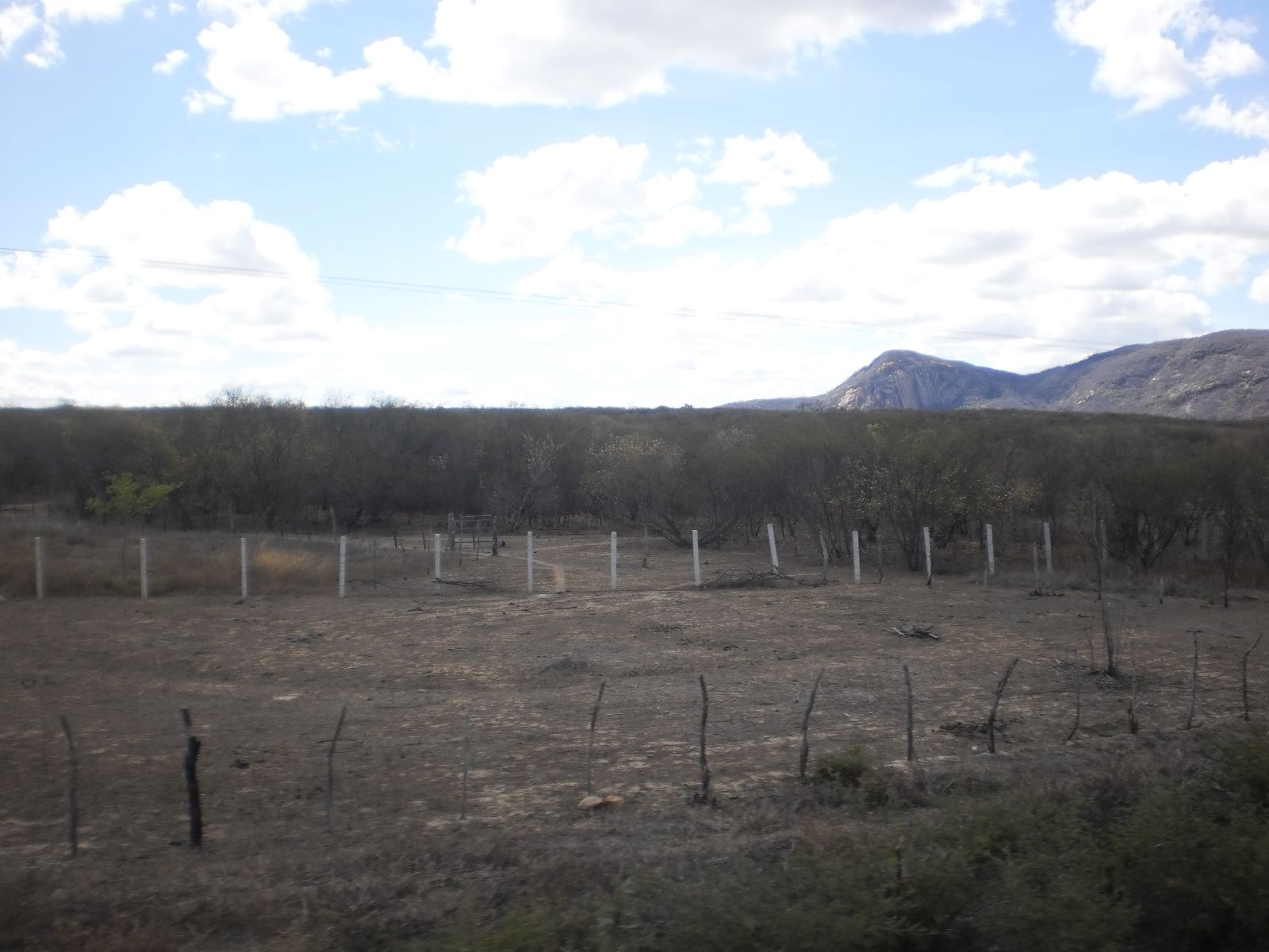 乾季に葉を落とした灰色のカーチンガ(Rio Grande do Norte州)