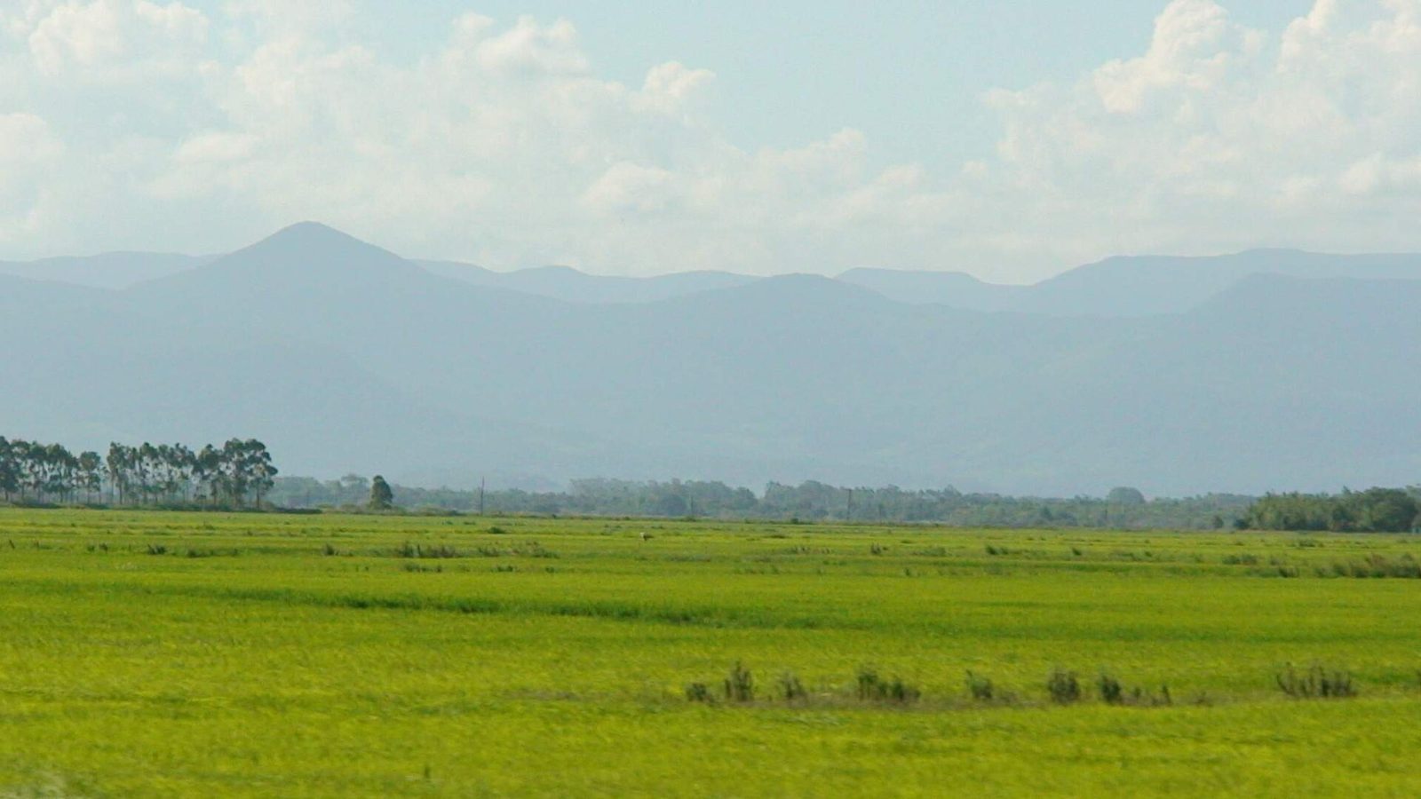 木の少ない平らな草地(Rio Grande do Sul州Serra Geral)