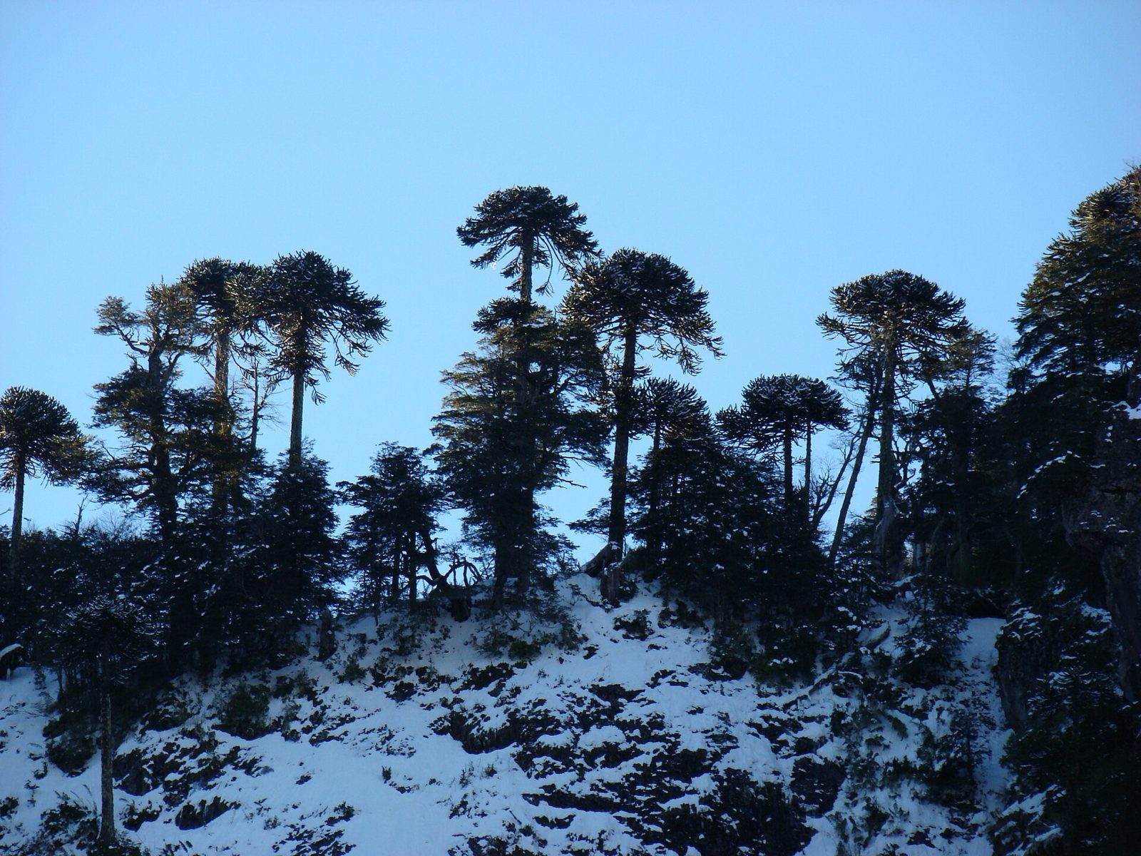 傘のような樹形のアラウカリア(Lonquimay近郊Sierra Nevada)