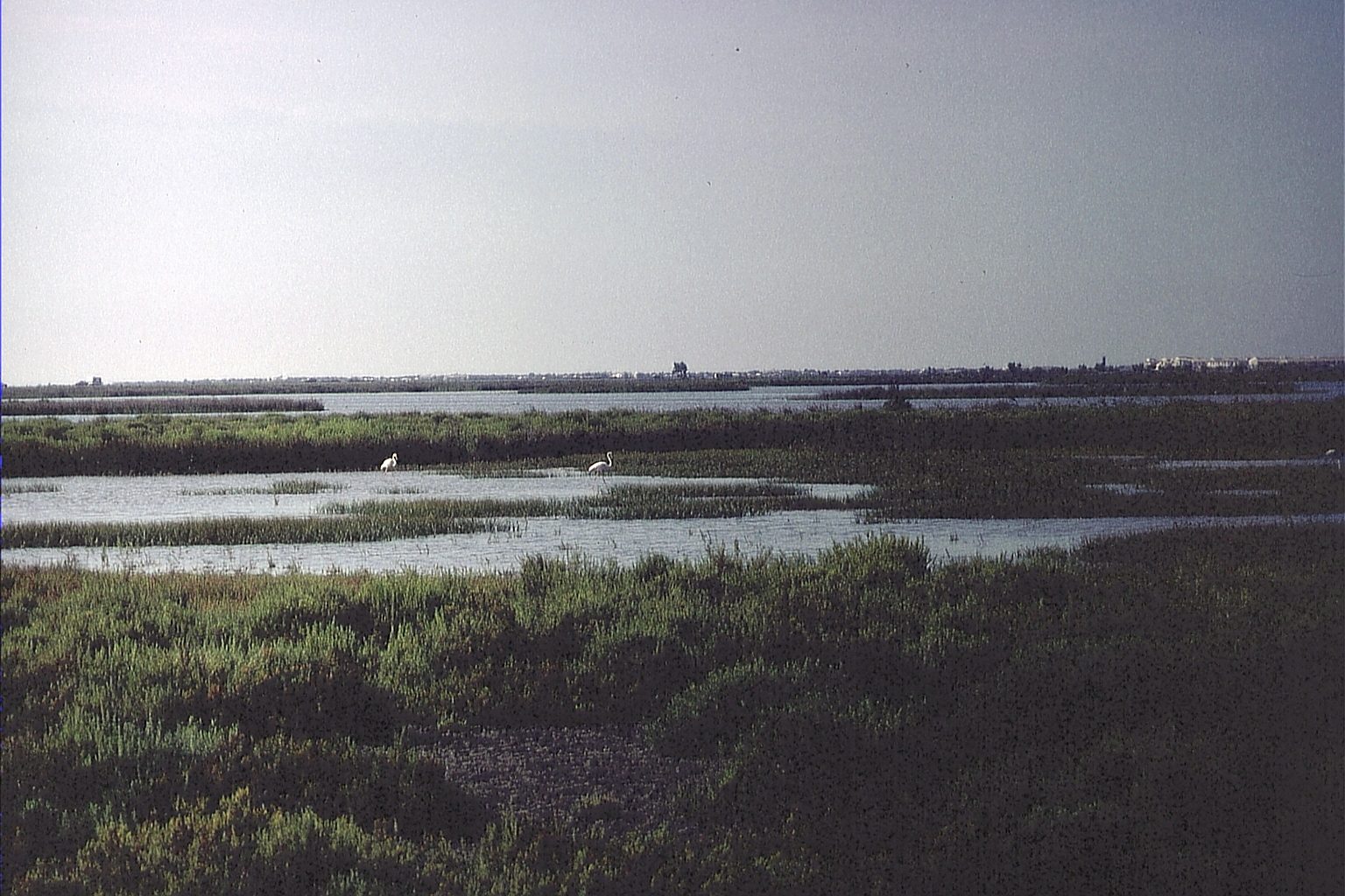 塩気のある浅い水面と低い草の湿地（Camargue）