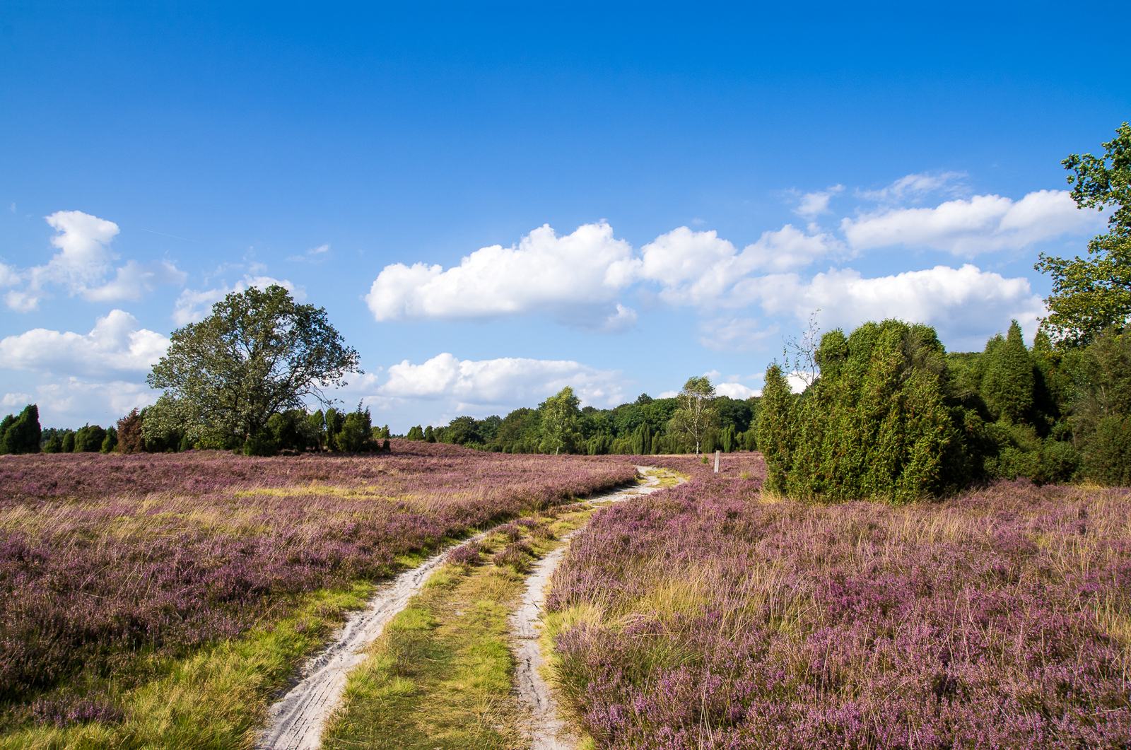 紫のヒースに覆われた土地（写真はドイツ・Lüneburger Heide）