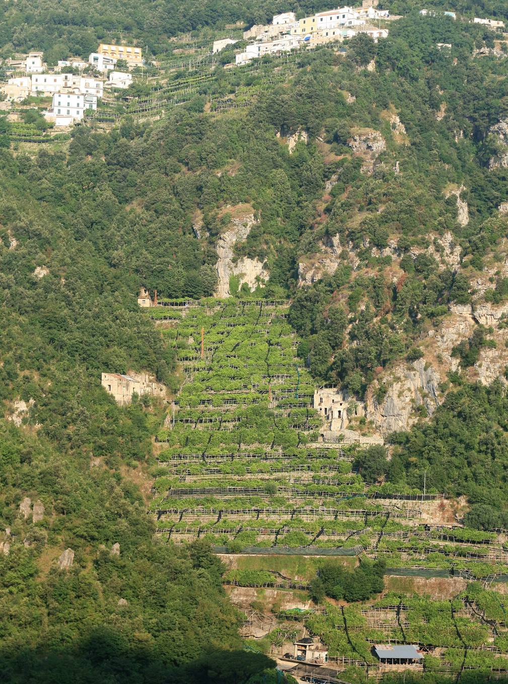 急斜面を段々にしたレモン畑(Amalfi)