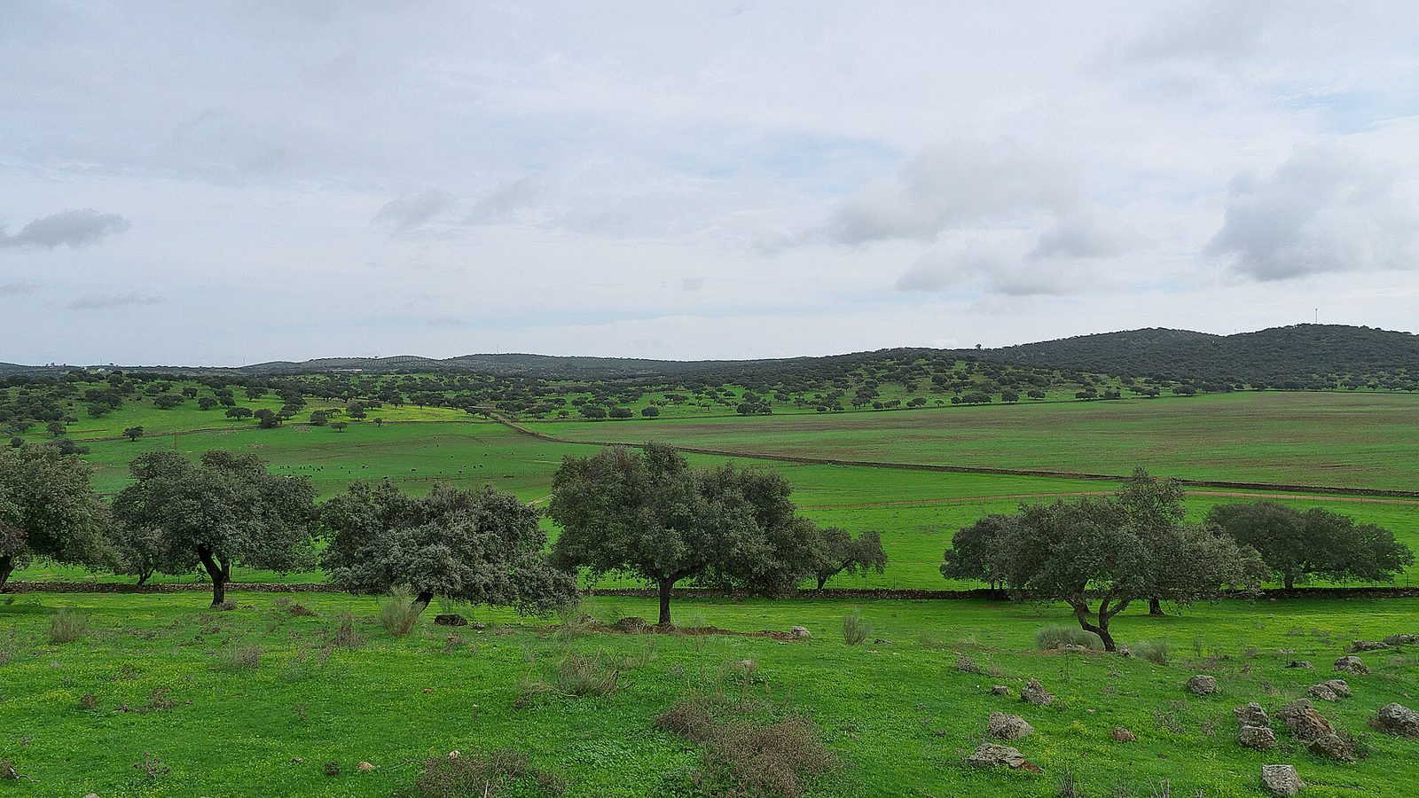 Dehesa con encinas dispersas sobre el pastizal (provincia de Badajoz)