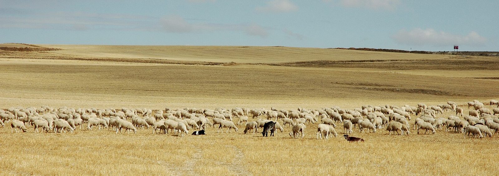 木の無い平坦な麦の刈り跡と羊の群れ(写真はスペイン・Meseta)
