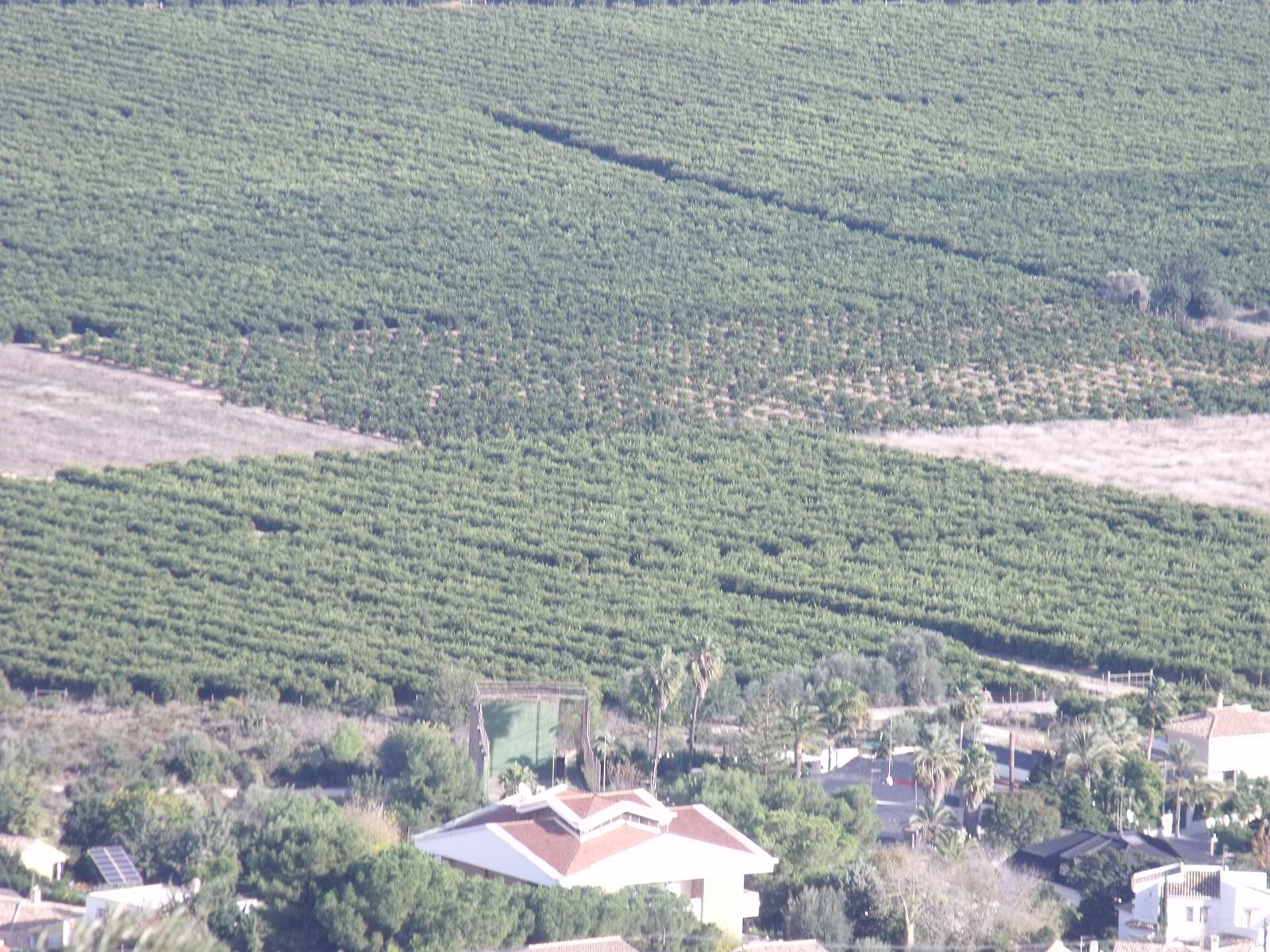Naranjales que cubren una ladera (provincia de Valencia)