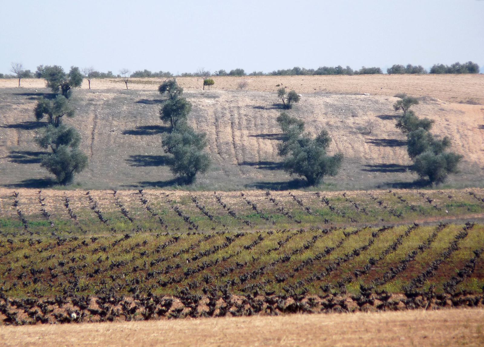 Hileras de vides mezcladas con olivos sobre suelo seco (Castilla-La Mancha)